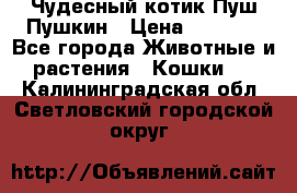 Чудесный котик Пуш-Пушкин › Цена ­ 1 200 - Все города Животные и растения » Кошки   . Калининградская обл.,Светловский городской округ 